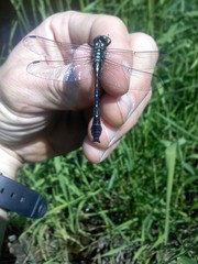 Hylogomphus adelphus
