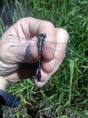 Hylogomphus adelphus
