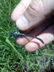 Hylogomphus adelphus