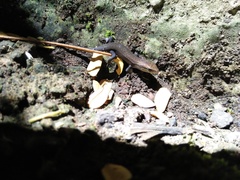 Eutropis rugifera