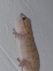 Tarentola parvicarinata