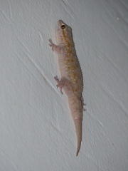 Tarentola parvicarinata