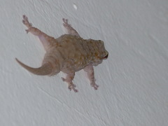 Tarentola parvicarinata