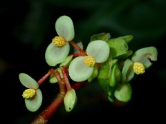 Begonia basintaliana