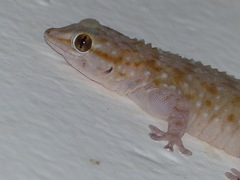 Tarentola parvicarinata