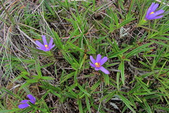 Vellozia dasypus