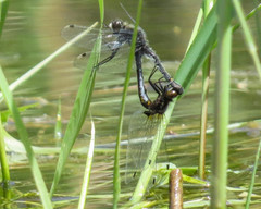 Leucorrhinia intacta