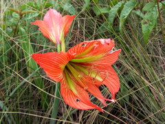 Hippeastrum glaucescens