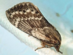 Dendrolimus spectabilis