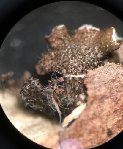 rough speckled shield lichen