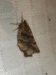 Selenia alciphearia