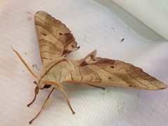 Marumba sperchius sperchius