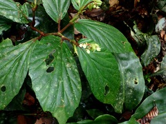 Begonia basintaliana