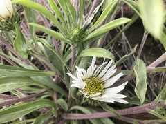 Townsendia grandiflora