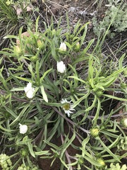 Townsendia grandiflora