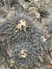 Thelocactus rinconensis