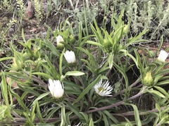 Townsendia grandiflora