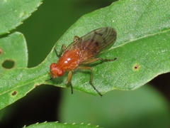 Dryomyzidae
