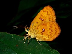 Tetragonus lycaenoides