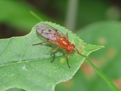 Dryomyzidae