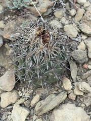 Coryphantha salinensis