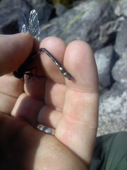 Ophiogomphus anomalus