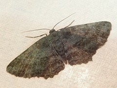 Hypomecis crassestrigata