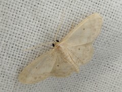 Idaea biselata