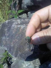 Ophiogomphus anomalus