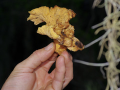 Cantharellus lewisii