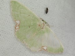 Comibaena procumbaria