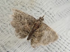 Gymnoscelis esakii