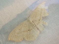 Scopula semignobilis