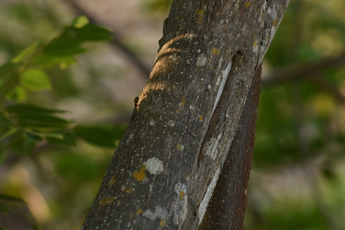 Gliricidia sepium - Leaves