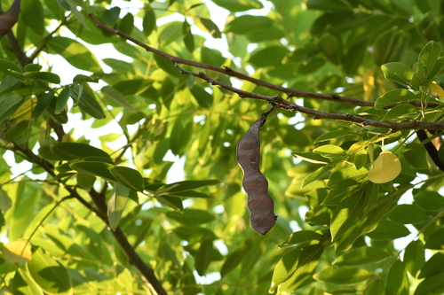 Gliricidia sepium - Leaves