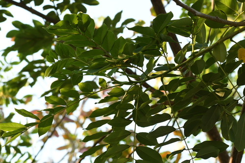 Gliricidia sepium - Whole tree