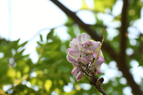 Gliricidia sepium - Whole tree