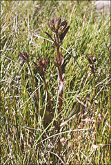 Gentianella muelleriana