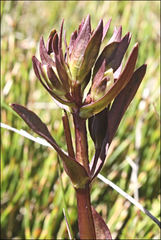 Gentianella muelleriana