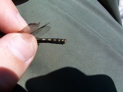 Ophiogomphus carolus