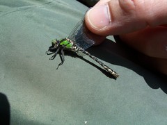 Ophiogomphus carolus