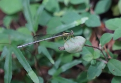 Pseudocopera ciliata