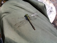 Ophiogomphus carolus