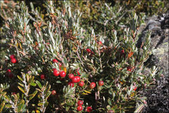 Acrothamnus hookeri