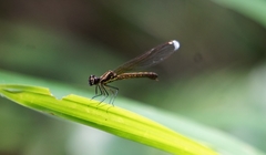 Heliocypha perforata