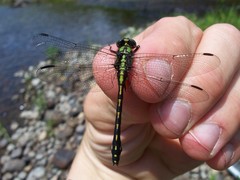 Ophiogomphus carolus