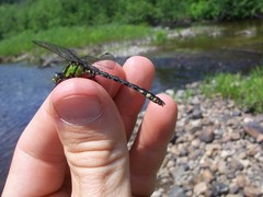 Ophiogomphus carolus