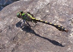 Ophiogomphus carolus