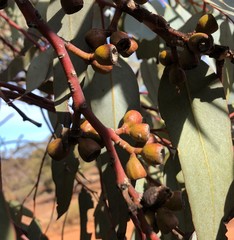 Eucalyptus cyanophylla
