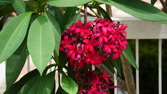 Plumeria rubra